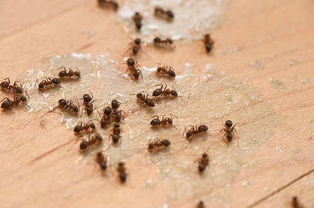 Best Ant Control Services  in Cedartown, GA